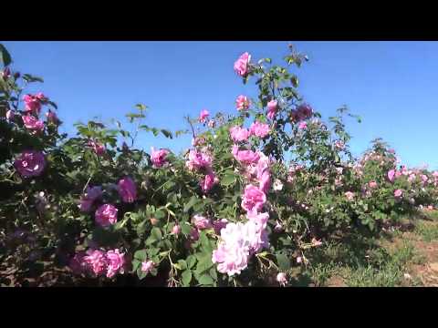 Bulgarian rose oil production