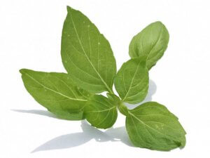 Basil plant