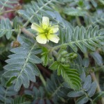 tribulus terrestris