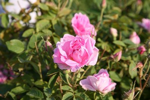 Rosa Damascena