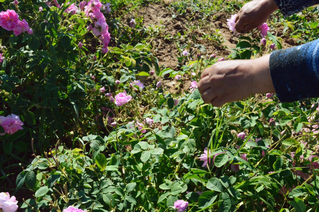 Rose Picking