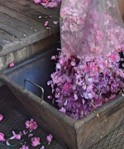 Rose Picking