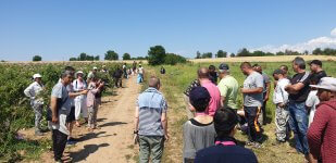 Rose field and flower picking