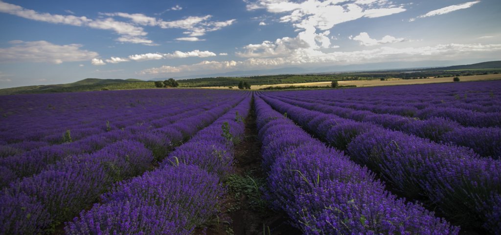 Ou Lavender Field