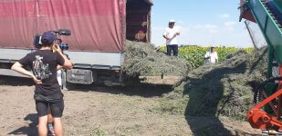 Lavender harvest