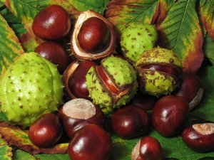 Escin - chestnut