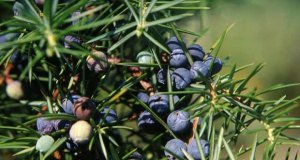 Juniper Berry