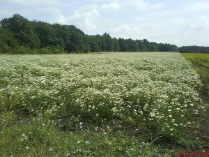 Yarrow 