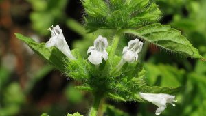 Melissa, Lemon Balm