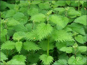 Nettle