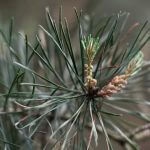 scots pine