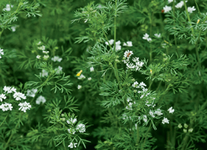 Coriander sativum