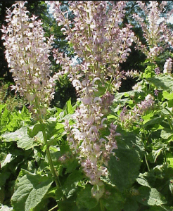 clary sage