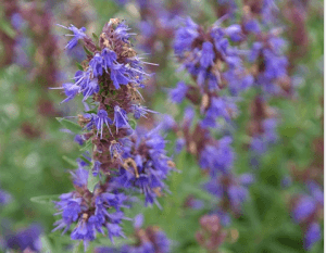 Hyssop