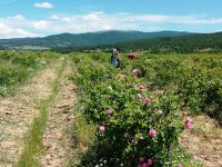 Rose bushes