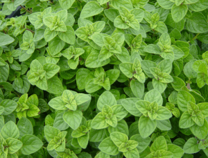 Origanum vulgare