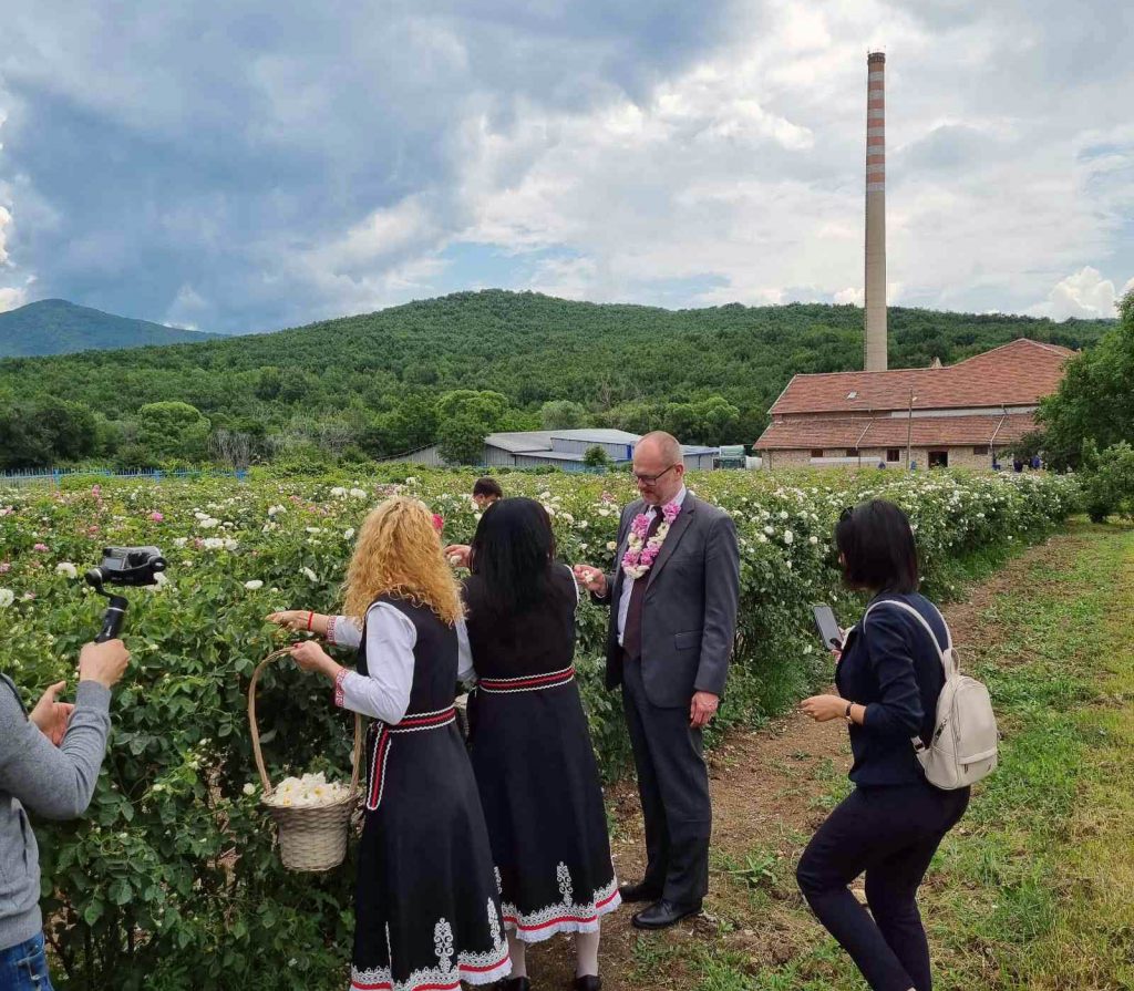 Rose plant visit